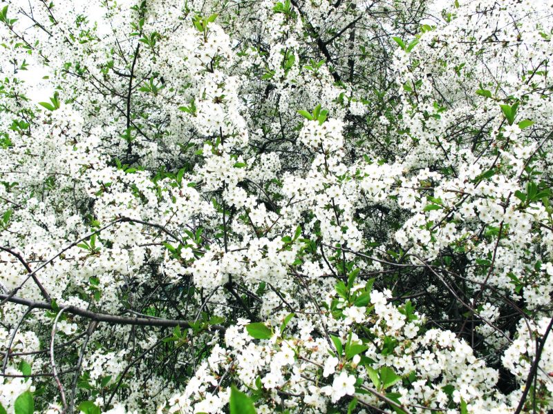 Fioritura di ciliegie da giardino in un cottage estivo