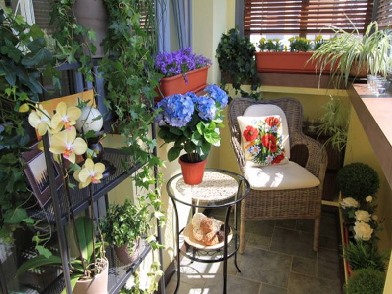 Growing indoor flowers on the balcony