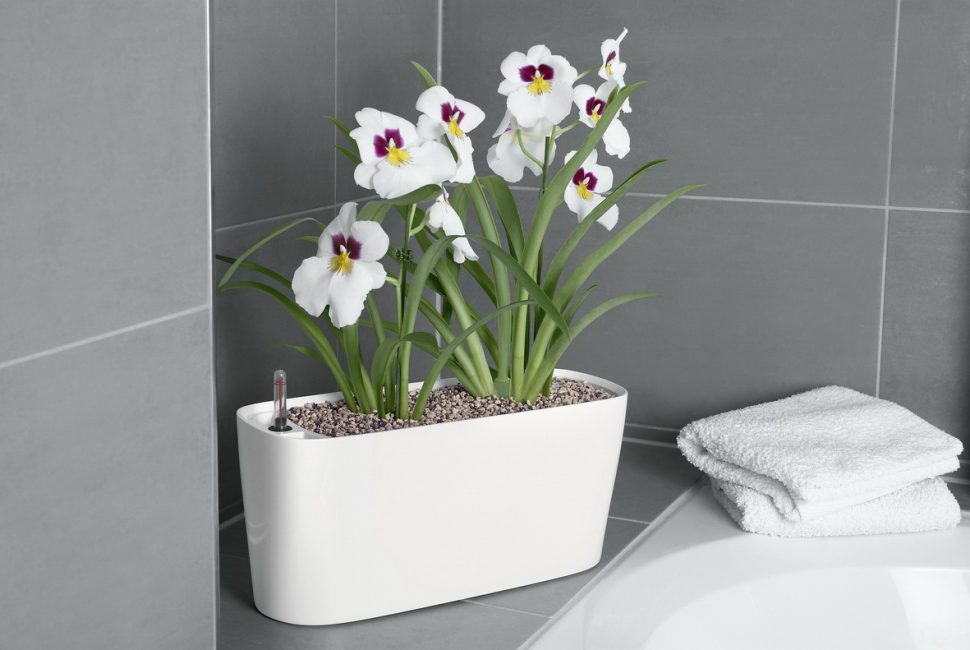 A small pot of flowers in the bathroom interior