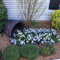 Un letto di fiori da una vecchia botte di fronte al seminterrato di una casa