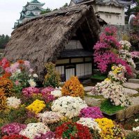 Cottage with a reed roof