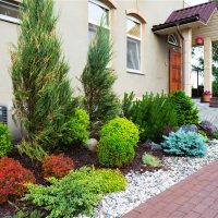 Mixborder dengan conifers di hadapan tingkap rumah