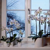 Window sill in a private house with indoor plants