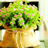 Wildflowers in the interior of the house