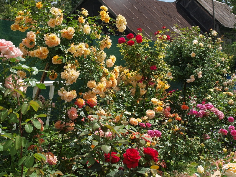 Photo of a rosary in a country garden