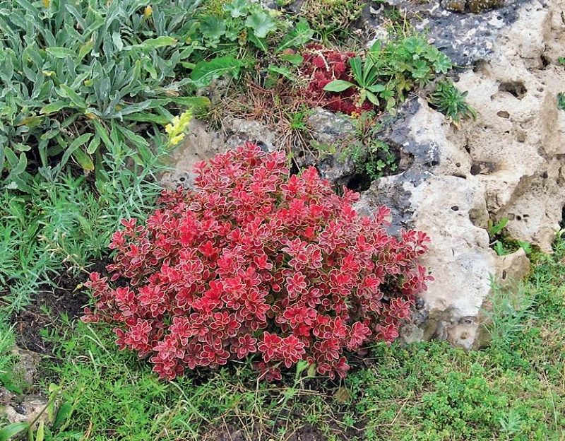 Un piccolo cespuglio di crespino con foglie di Borgogna