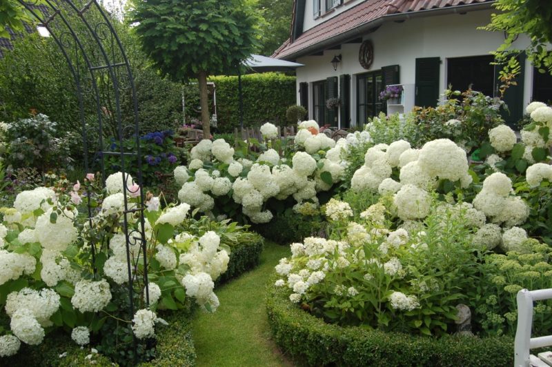 Buissons d'hortensias en fleurs dans le champ intérieur