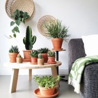 Collezione di cactus all'interno della stanza