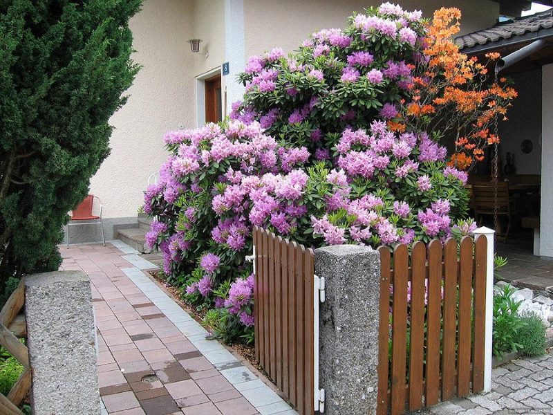 Rododendri in fiore nel giardino di una casa di campagna