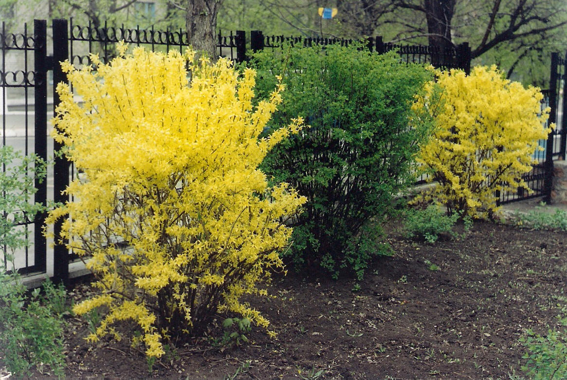 Sárga Forsythia bokrok a nyaraló kerítése közelében