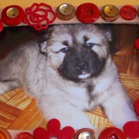 Thoroughbred puppy of a caucasian shepherd