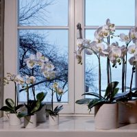 Fehér orchideák műanyag ablakpárkányon