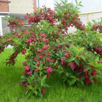 Beautifully flowering shrub on a background of green lawn