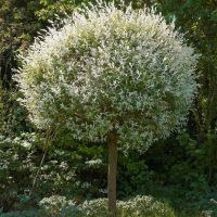 Ball-Shaped Stem Shrub