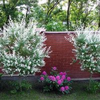 Stamp bushes against a brick fence