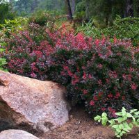 Undersized shrub with crimson leaves