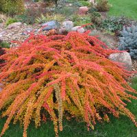 Foglie cremisi su lunghi rami di spirea