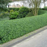 Hedgerow le long d'une route goudronnée