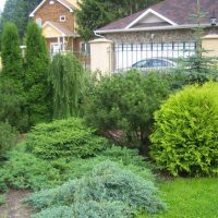 Ginepri nel paesaggio del giardino