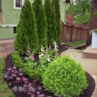 Pyramidal junipers in a private garden