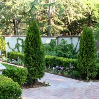 Two pyramidal junipers on the sides of a garden path