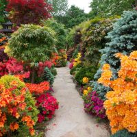 Ornamental shrubs with orange leaves.