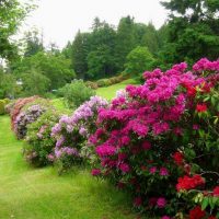 Flowering shrubs on the slope of a suburban area