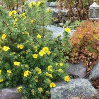 Stone boulders in the garden landscape