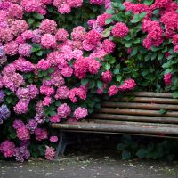 Bangku kayu di kalangan hydrangeas berbunga