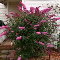 A beautiful bush of a flowering shrub in front of the entrance to a country house