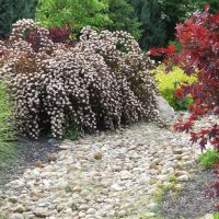 Spirea bianco vicino a un flusso secco