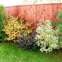 Derain in a group of shrubs along a wooden fence