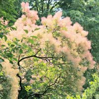 Bel arbuste avec panicules intéressantes