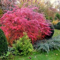 Spirée buisson avec des feuilles de Bourgogne à la mi-automne