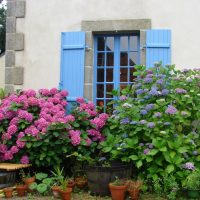 Hydrangea bushes in front of the windows of a country house