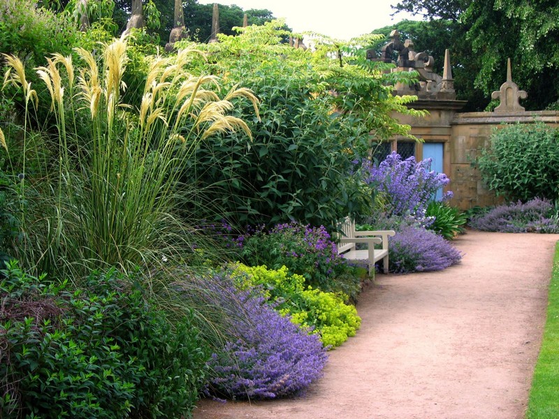 Plants with lilac flowers in the garden landscape