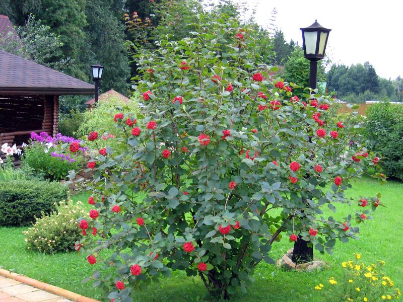 Bush viburnum merah dalam landskap kampung musim panas