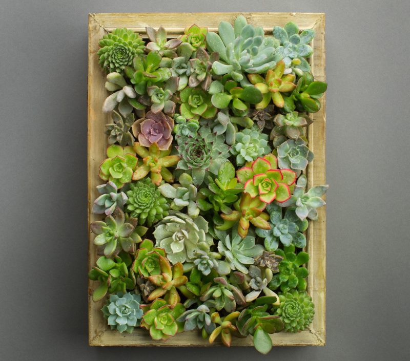 Gambar dari tumbuhan hidup keluarga succulents untuk hiasan bilik