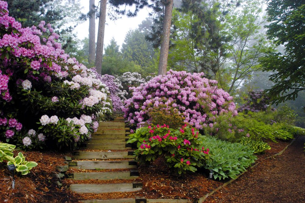 Rododendri in fiore sul pendio del giardino