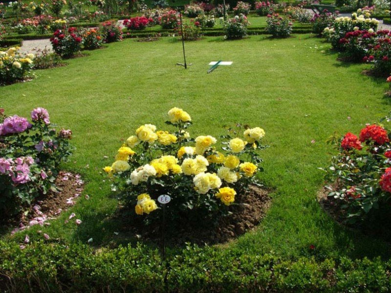 Buissons de roses en fleurs autour du périmètre d'une pelouse classique