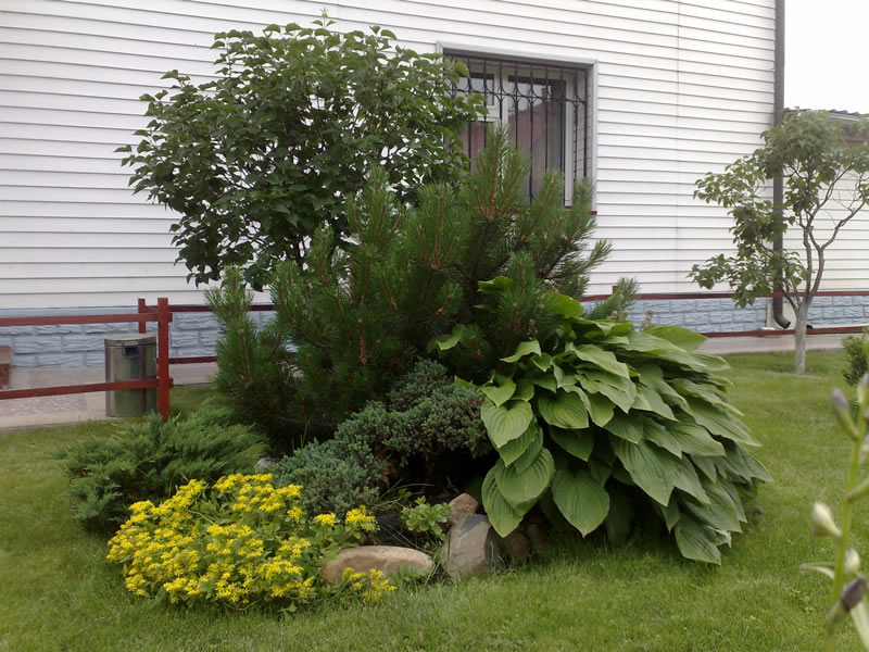 Hosta bush poussant sous les branches à feuilles persistantes d'un pin des montagnes