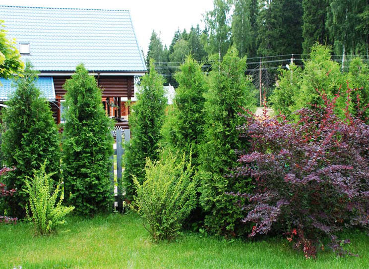 Atterrissage du thuya western le long d'une clôture en bois dans un chalet