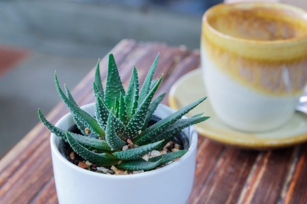 Aloe adalah bersahaja, tetapi pada masa yang sama tumbuhan atmosfera. Ia akan masuk ke bahagian dalam dapur mana pun