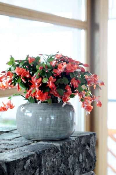 Bellissimo fiore senza pari della famiglia dei cactus. Durante la fioritura, è impossibile distogliere lo sguardo